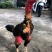 纯种越南鬼子斗鸡种蛋受精蛋