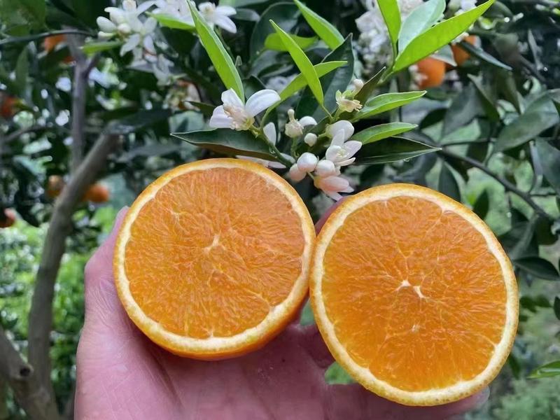 【真实报价】夏橙米奈伦晚春橙承接全国发货欢迎现场看货
