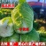 吉林精品黄心白菜黄心菜产地一手货源今日价格视频看货