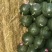 【慕田佳宝】陕西西瓜大荔西瓜，高品质甜王，产地直发