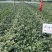 【慕田佳宝】陕西西瓜大荔西瓜，高品质甜王，产地直发