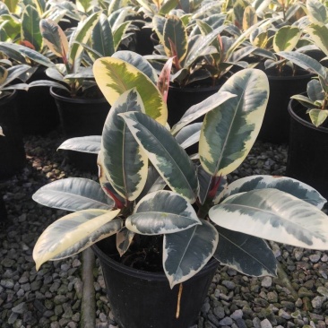 花叶金刚花叶彩叶橡皮树花金刚盆栽室外室内客厅绿植花卉