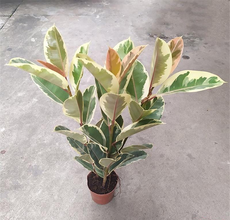 花叶金刚花叶彩叶橡皮树花金刚盆栽室外室内客厅绿植花卉