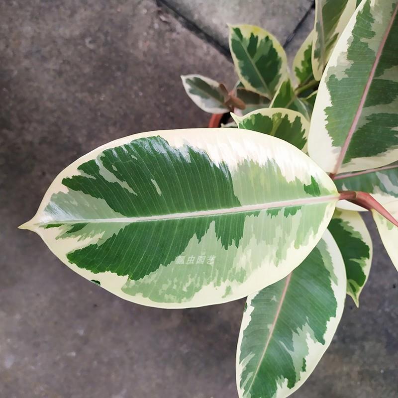 花叶金刚花叶彩叶橡皮树花金刚盆栽室外室内客厅绿植花卉