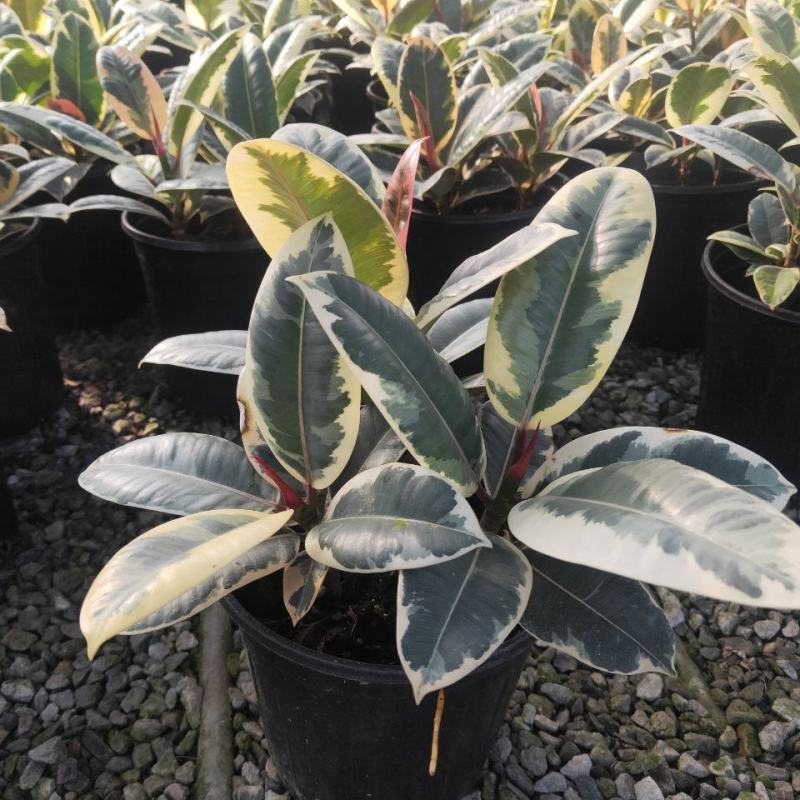 花叶金刚花叶彩叶橡皮树花金刚盆栽室外室内客厅绿植花卉