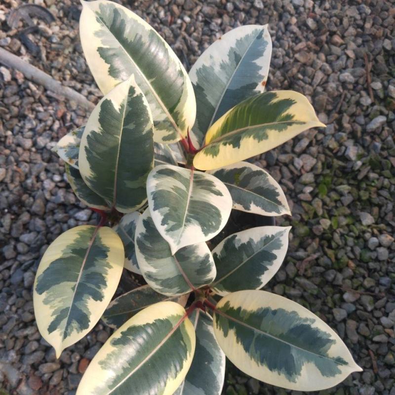 花叶金刚花叶彩叶橡皮树花金刚盆栽室外室内客厅绿植花卉