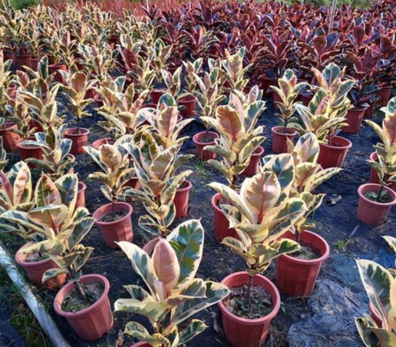 花叶金刚花叶彩叶橡皮树花金刚盆栽室外室内客厅绿植花卉