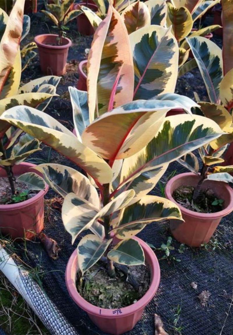 花叶金刚花叶彩叶橡皮树花金刚盆栽室外室内客厅绿植花卉