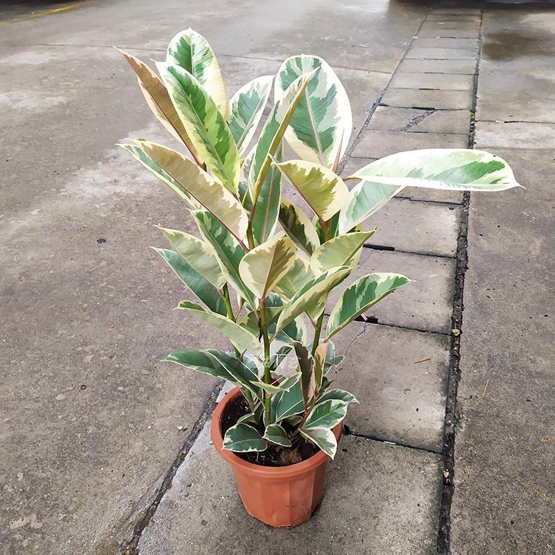 花叶金刚花叶彩叶橡皮树花金刚盆栽室外室内客厅绿植花卉