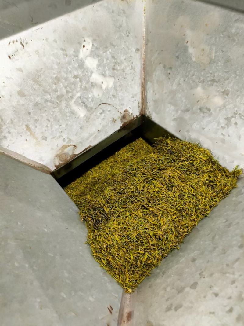 供应湖北边远农村恩施山区茶叶农村茶叶黄金芽