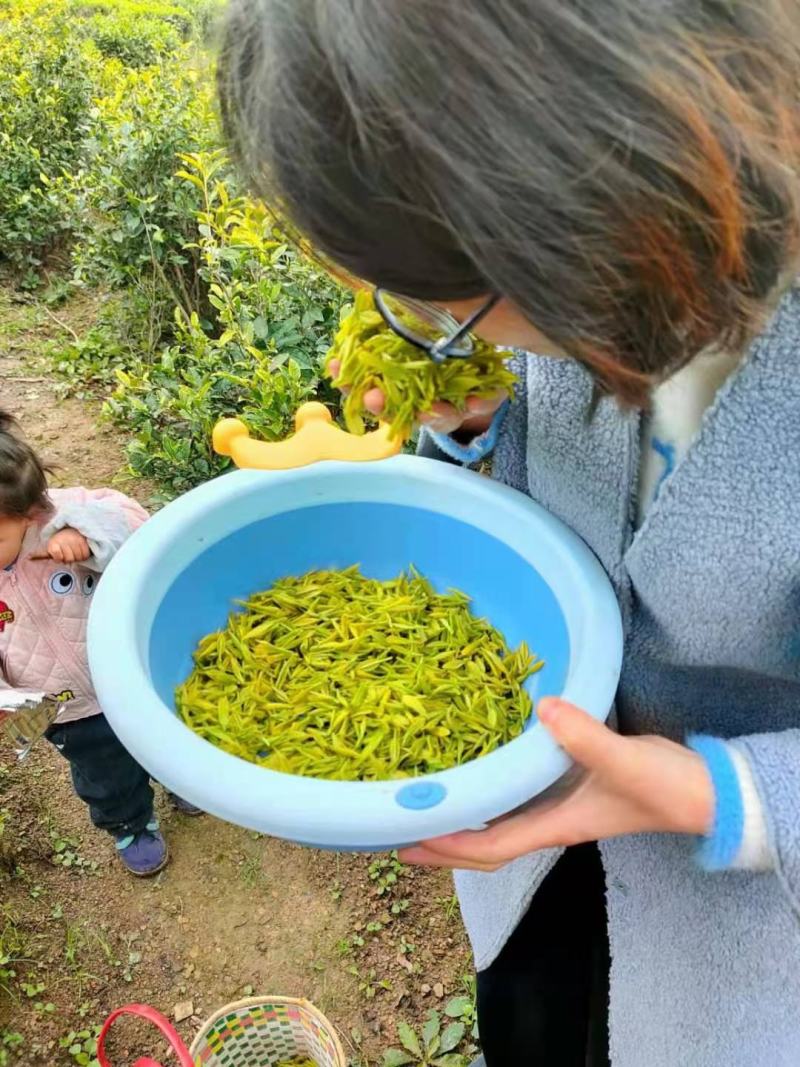 供应湖北边远农村恩施山区茶叶农村茶叶黄金芽