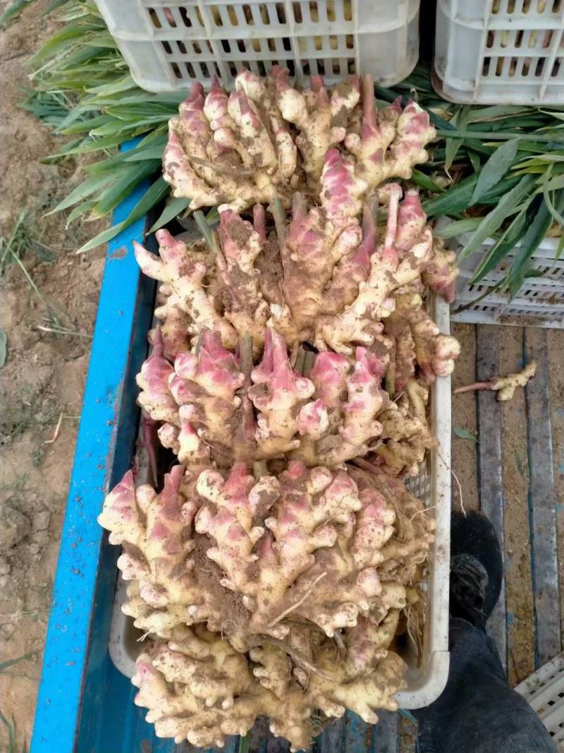 【小黄姜】山东优质小黄姜产地，颜色蜡黄，口味辣浓