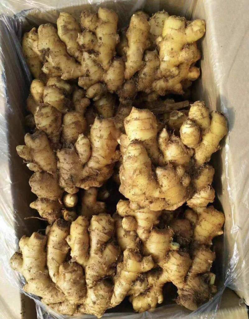【小黄姜】山东优质小黄姜产地，颜色蜡黄，口味辣浓