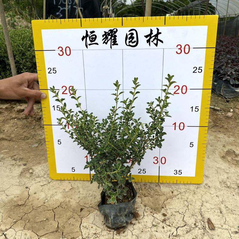 【六月雪白马骨碎叶冬青】各种规格欢迎合作详谈