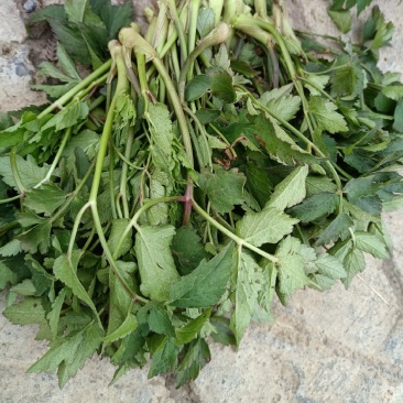 野生水芹菜大叶小叶新鲜上市