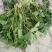 野生水芹菜大叶小叶新鲜上市