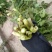 野生水芹菜大叶小叶新鲜上市