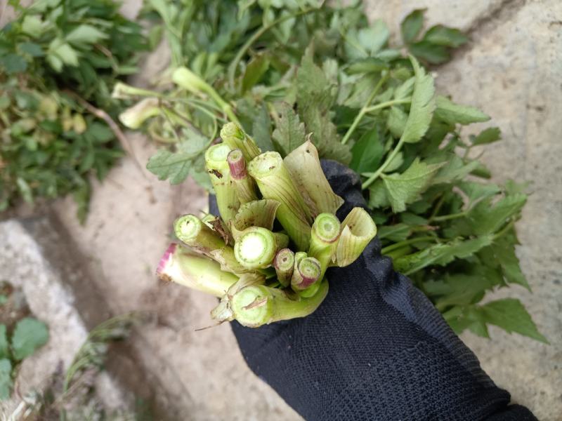 野生水芹菜大叶小叶新鲜上市