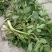 野生水芹菜大叶小叶新鲜上市