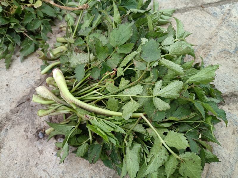 野生水芹菜大叶小叶新鲜上市