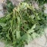 野生水芹菜大叶小叶新鲜上市