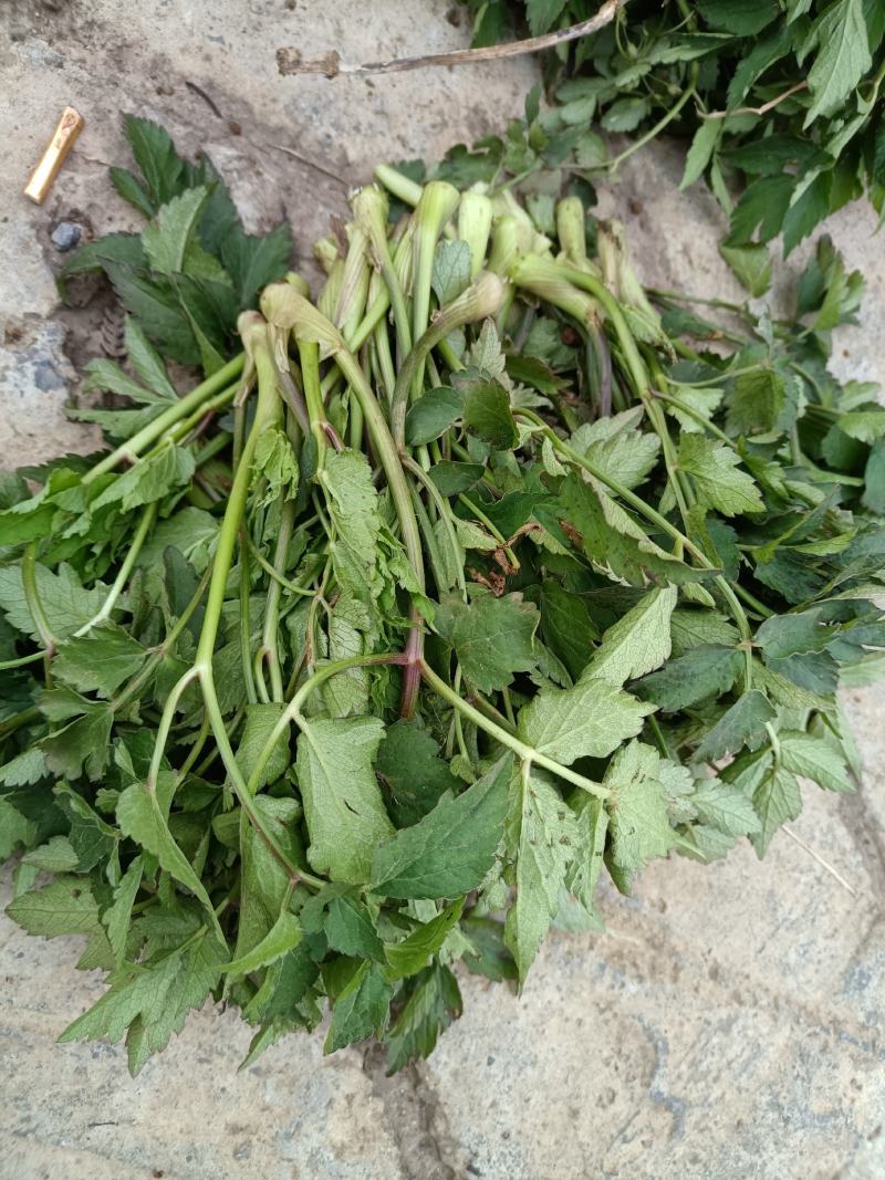 野生水芹菜大叶小叶新鲜上市