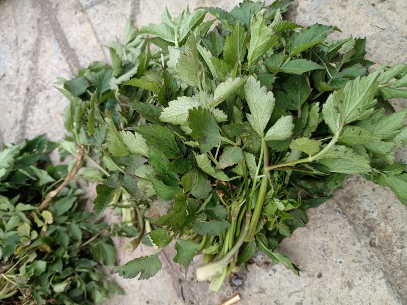 野生水芹菜大叶小叶新鲜上市