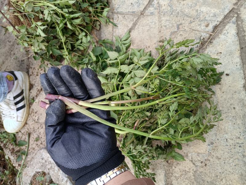 野生水芹菜大叶小叶新鲜上市