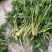 野生水芹菜大叶小叶新鲜上市