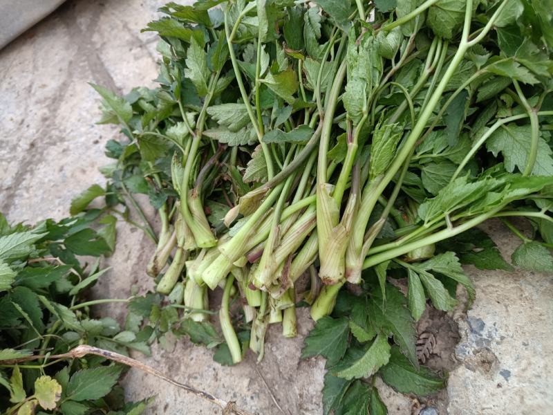 野生水芹菜大叶小叶新鲜上市