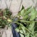 野生水芹菜大叶小叶新鲜上市