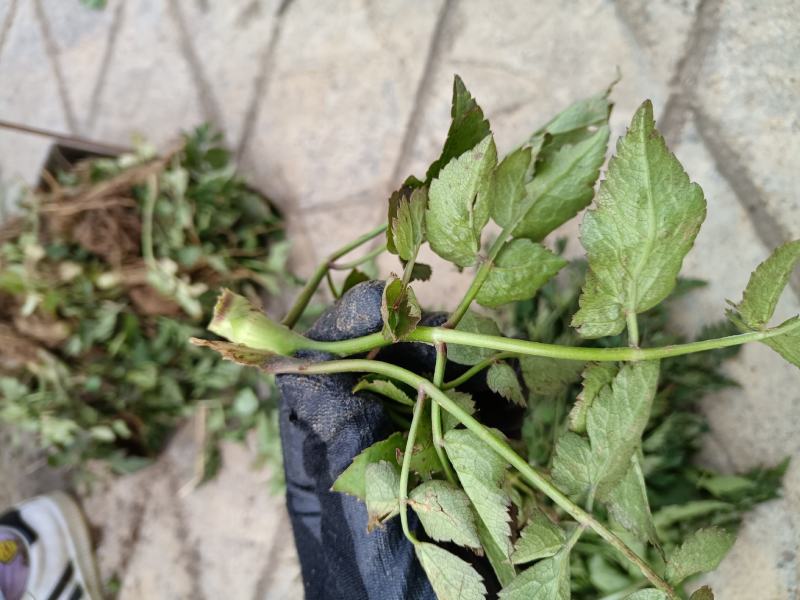 野生水芹菜大叶小叶新鲜上市
