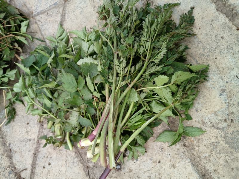野生水芹菜大叶小叶新鲜上市