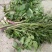 野生水芹菜大叶小叶新鲜上市