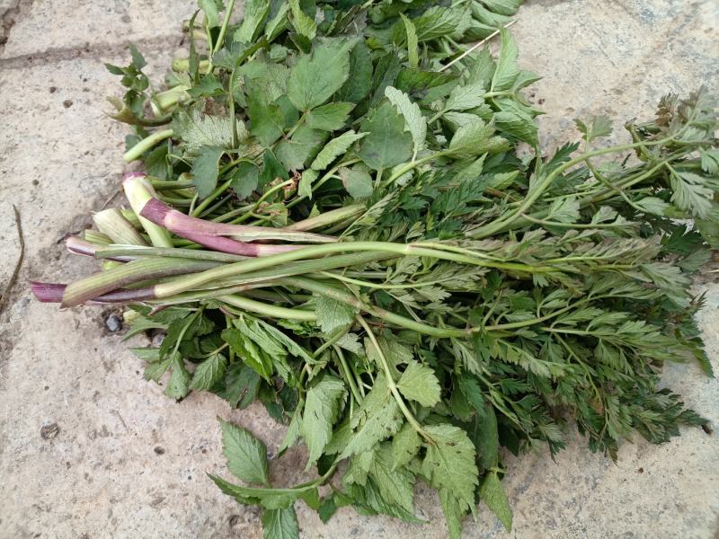 野生水芹菜大叶小叶新鲜上市