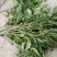 野生水芹菜大叶小叶新鲜上市