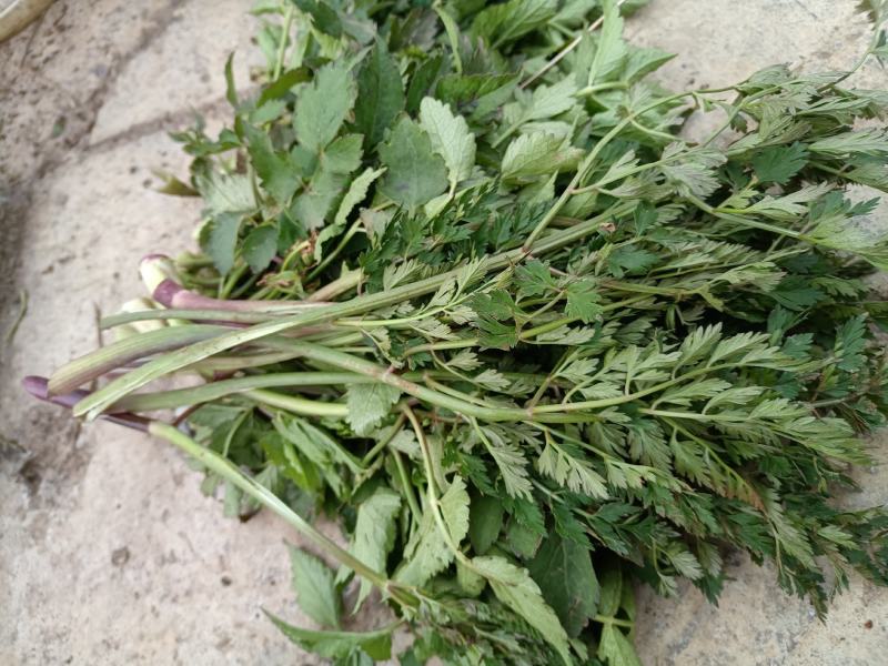 野生水芹菜大叶小叶新鲜上市