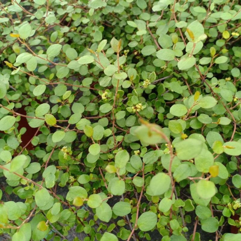 花叶千叶兰霓虹室内外绿植多年生耐阴耐寒组盆素材观叶垂吊