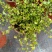 花叶千叶兰霓虹室内外绿植多年生耐阴耐寒组盆素材观叶垂吊