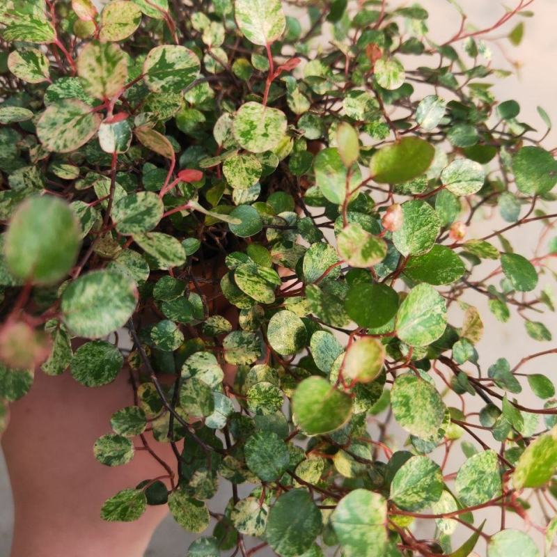 花叶千叶兰霓虹室内外绿植多年生耐阴耐寒组盆素材观叶垂吊