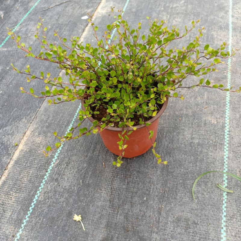 花叶千叶兰霓虹室内外绿植多年生耐阴耐寒组盆素材观叶垂吊