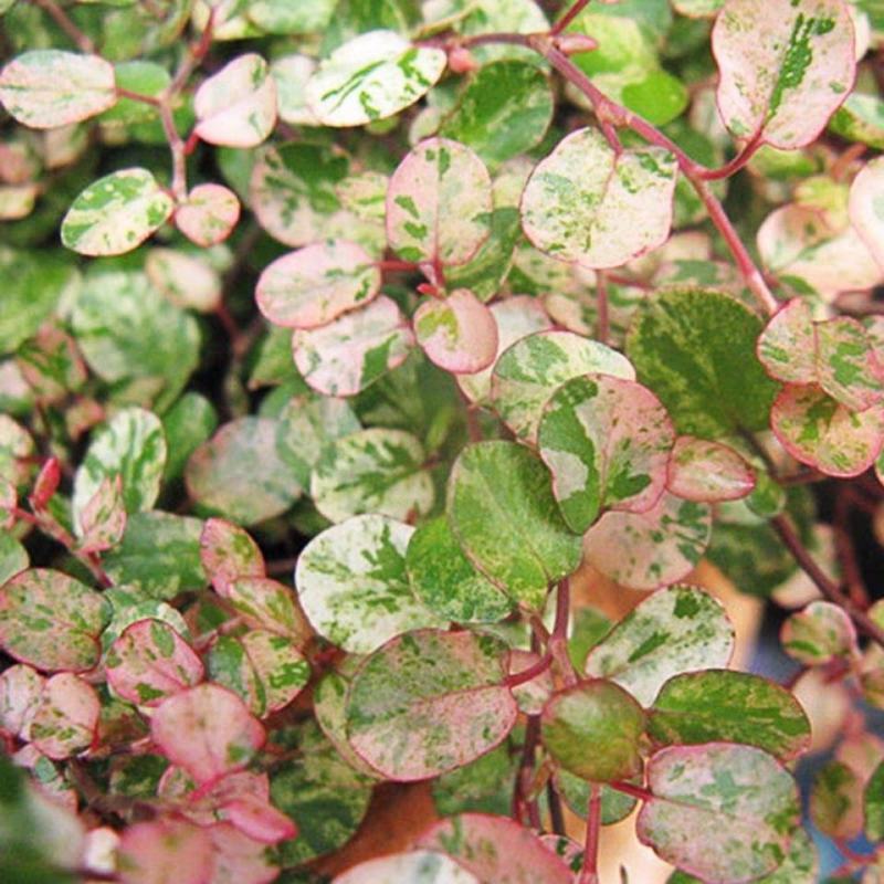 花叶千叶兰霓虹室内外绿植多年生耐阴耐寒组盆素材观叶垂吊