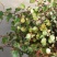 花叶千叶兰霓虹室内外绿植多年生耐阴耐寒组盆素材观叶垂吊