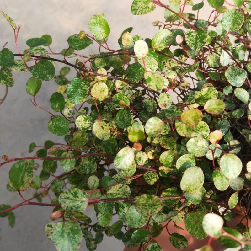 花叶千叶兰霓虹室内外绿植多年生耐阴耐寒组盆素材观叶垂吊