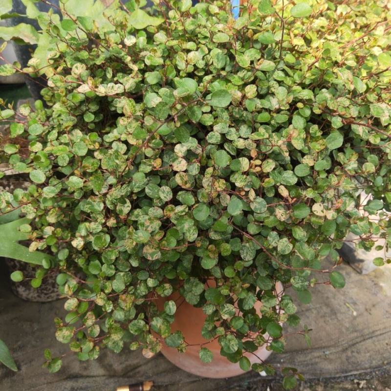 花叶千叶兰霓虹室内外绿植多年生耐阴耐寒组盆素材观叶垂吊