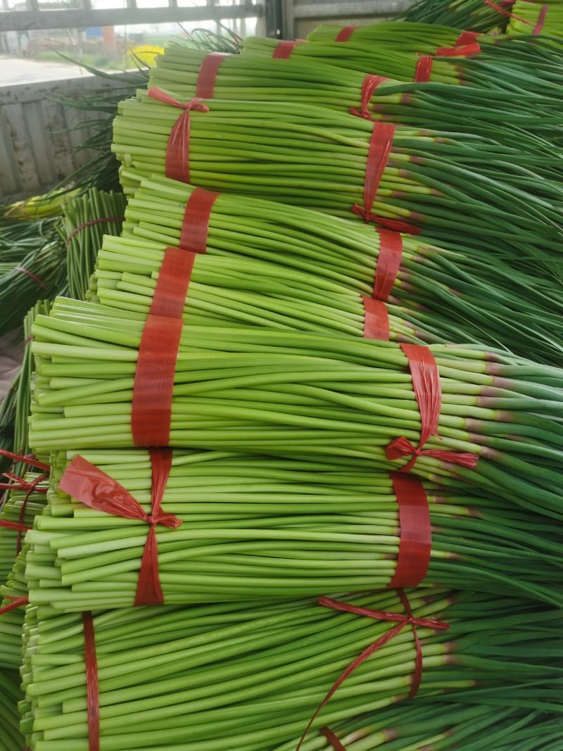 红帽干苔无泡水