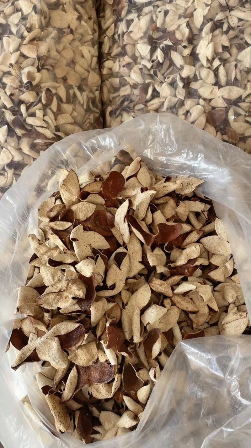 陈皮苗，