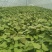 农科院脱毒商薯19.西瓜红.龙薯九等各品种红薯苗。