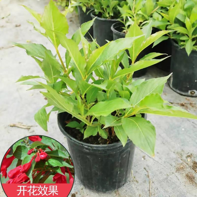 花叶锦带盆栽红王子锦带盆栽花园阳台多年生灌木植物观花观叶