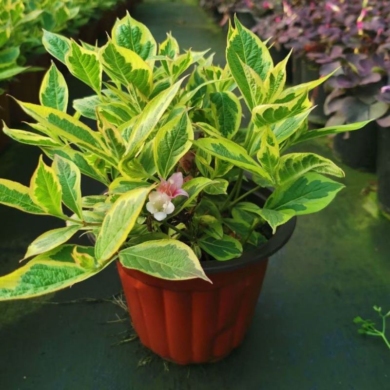 花叶锦带盆栽红王子锦带盆栽花园阳台多年生灌木植物观花观叶